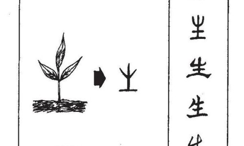 胡颓子的用药禁忌-胡颓子的功效与主治网 - 为你提供胡颓子的功效与主治与用量、胡颓子功效治疗作用