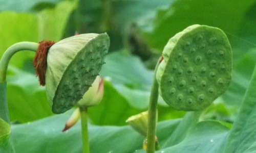 胡颓子功效治疗作用-胡颓子的功效与主治网 - 为你提供胡颓子的功效与主治与用量、胡颓子功效治疗作用